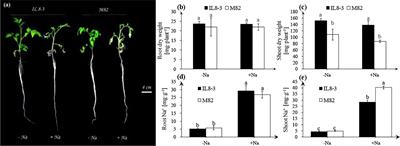 Quantitative proteomics analysis of tomato root cell wall proteins in response to salt stress